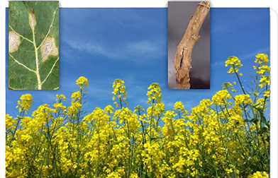 Rape Seed BlackLeg Research