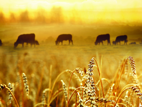 Cows grazing in field