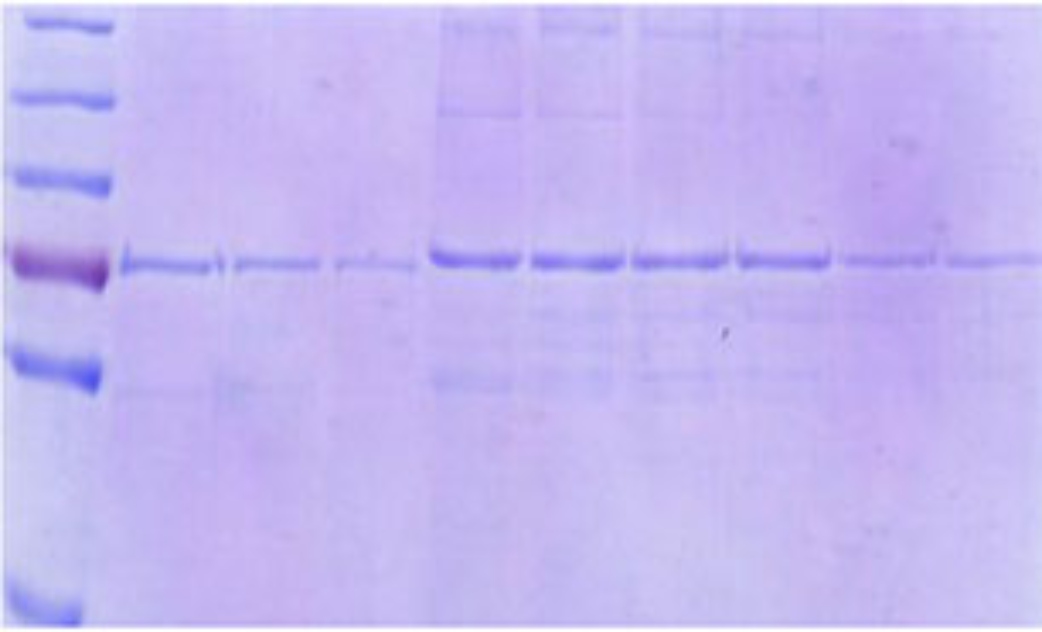 Purification of M5 encoded protein