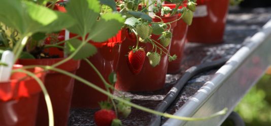 Transforming UK food systems: Herts academics publish new policy toolbox 