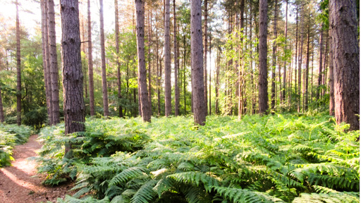 forest bathing woods