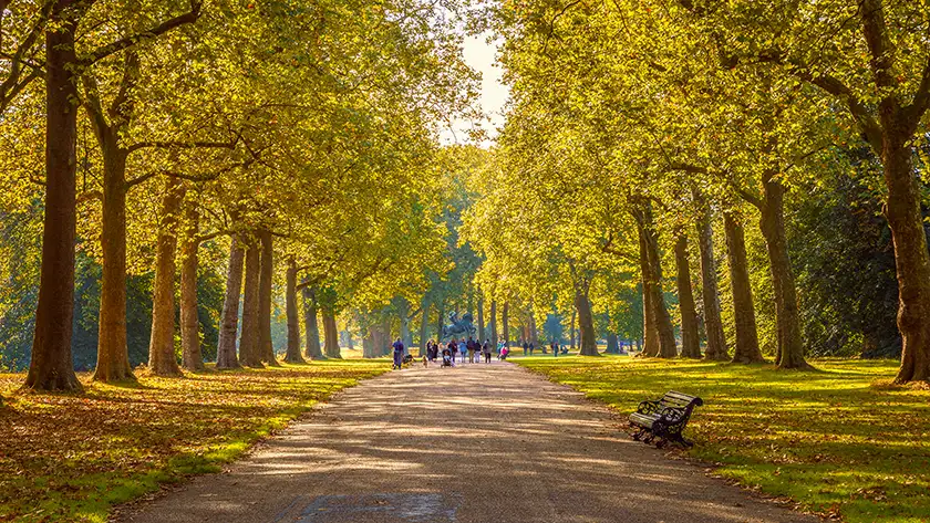 Photos of trees 