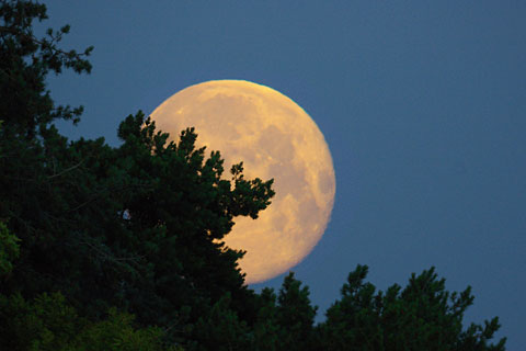 The moon rising over the pinetum at Bayfordbury