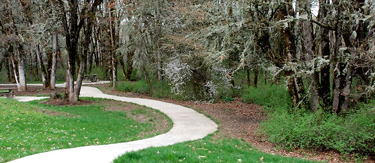 A path in a wood