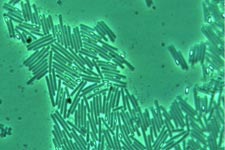 CDIFF Phase