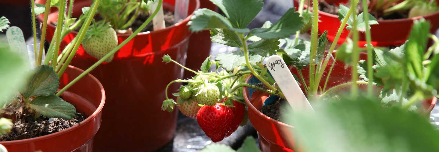 Crops growing in pots