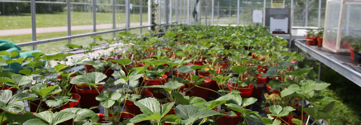 Greenhouse of vegetables in separate pots