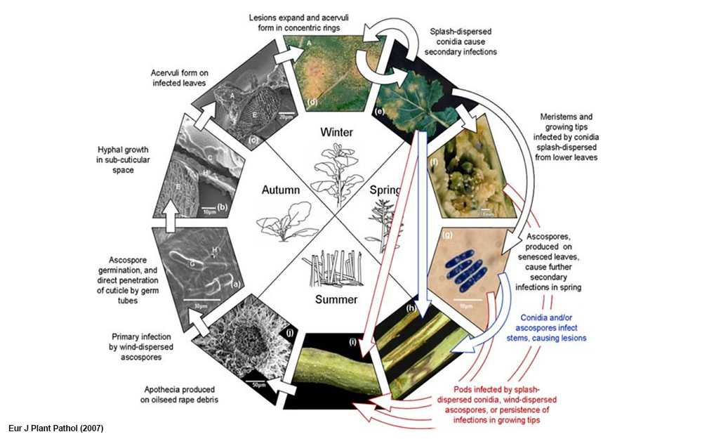 Figure 2. Seasonal cycle of light leaf spot epidemics in the UK in relation to components of oilseed rape (Brassica napus) resistance against Pyrenopeziza brassicae.