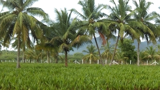 Coconut sampling