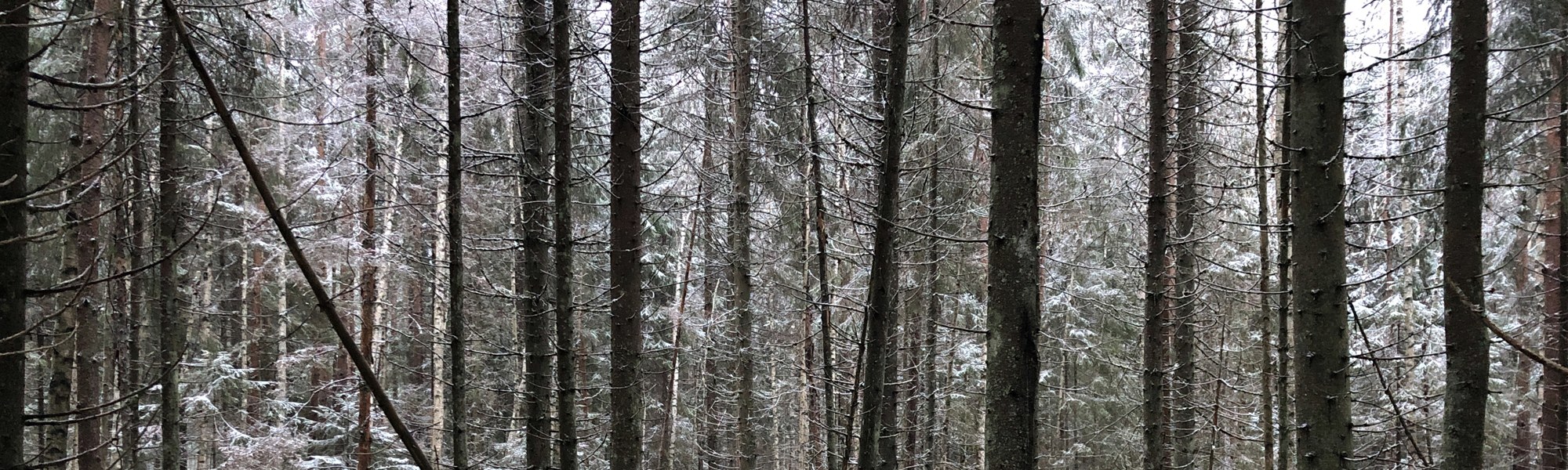 forest