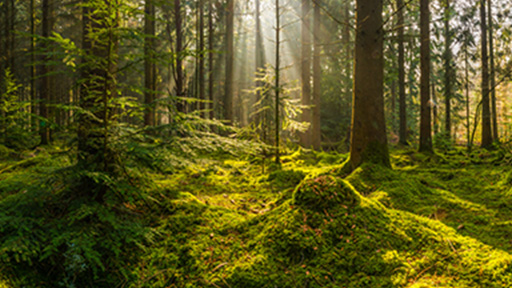 Forest with moss spreading across the forest floor