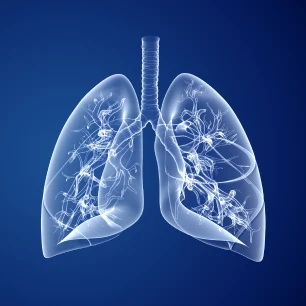 Image of lungs 