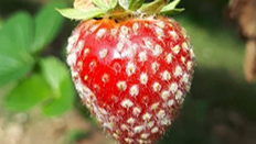 Close up of strawberry