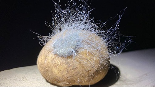 A stored potato colonised by filamentous fungi
