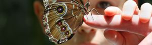 child looking at butterfly