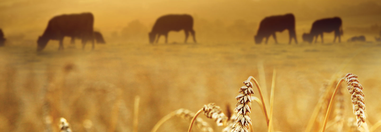 Cows grazing in a field