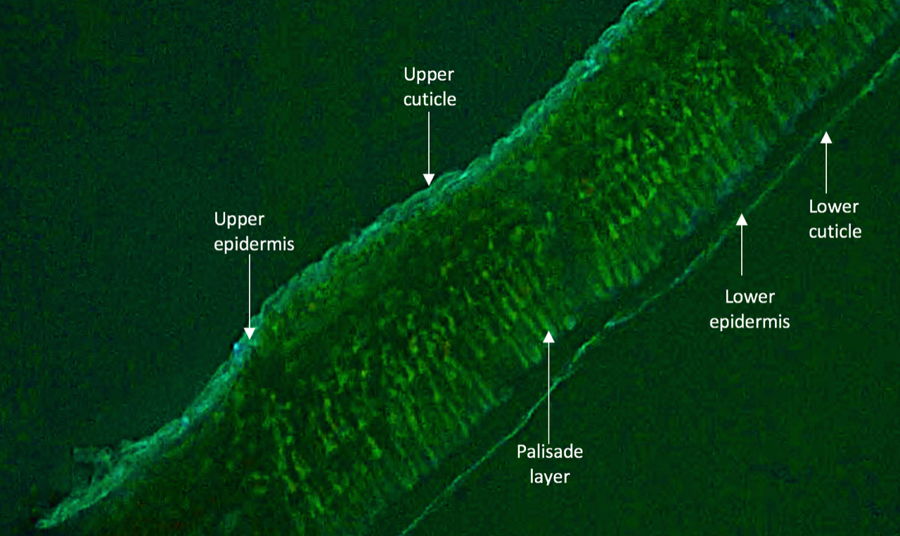 Cross section of leaf