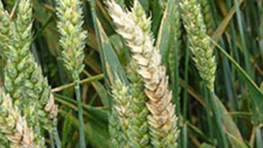 Fusarium wheat