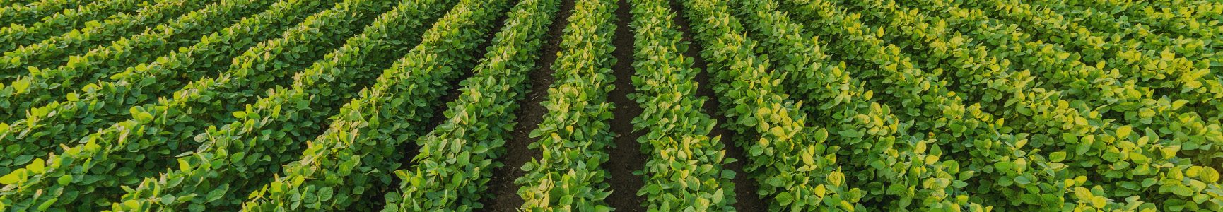 Field of green crops