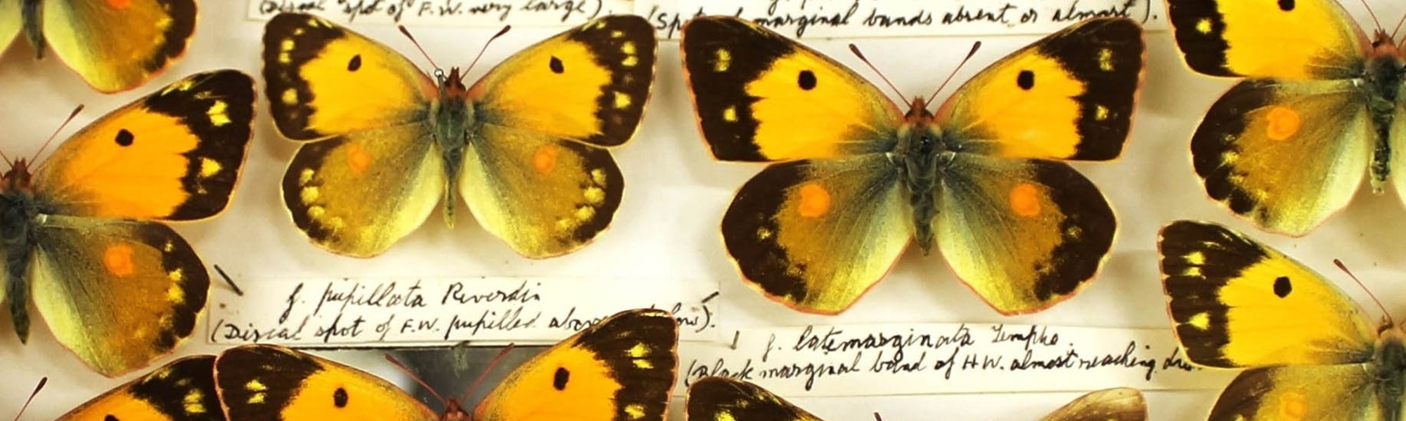 A detail shot of the st Albans museum Butterfly Collection