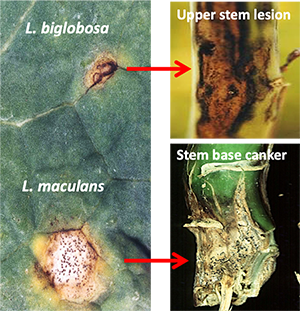 L. biglobosa, l maculans, Upper stem lesion and stem based cancer close up