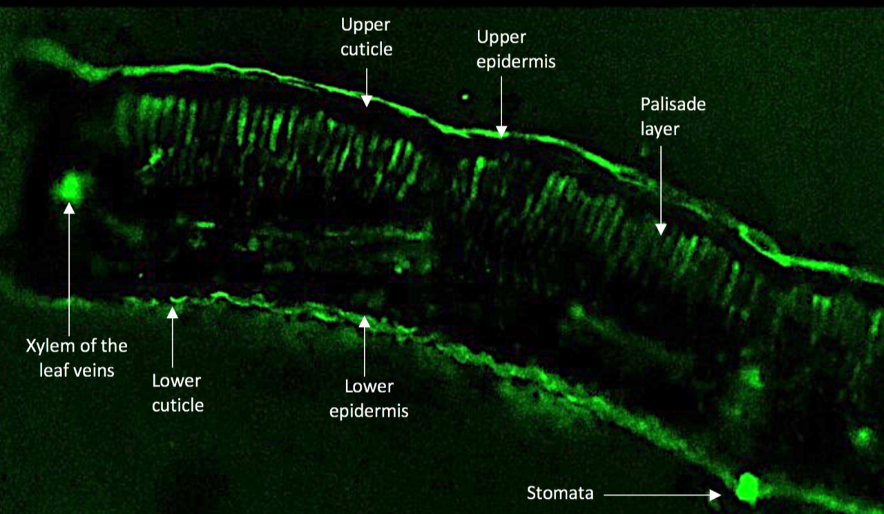 Cross section of leaf