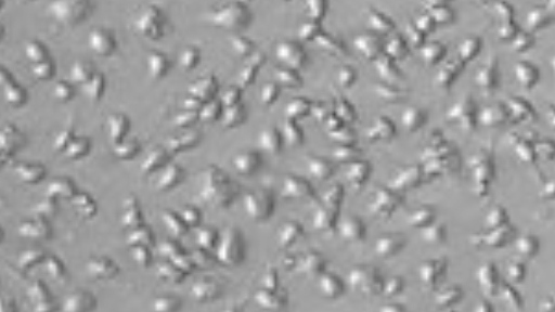 Purification of M5-encoded protein