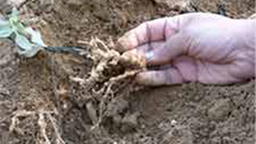 A hand pulls up roots 