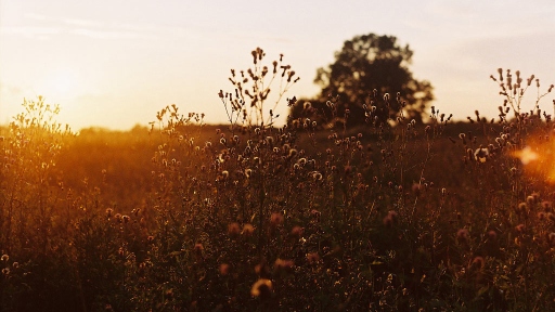 Sunset over field