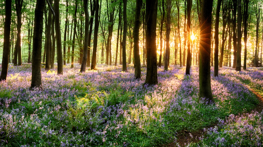 Pretty forest with flowers 