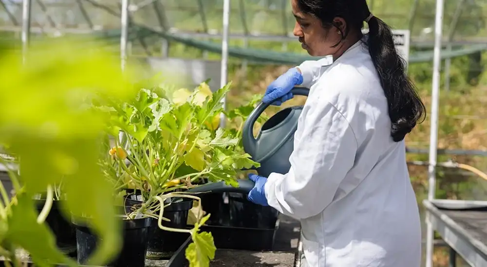 A student in a glasshouse in a lab coat watering plants