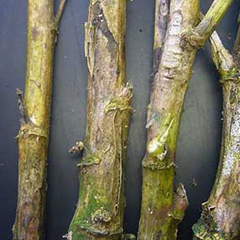 Canker stem