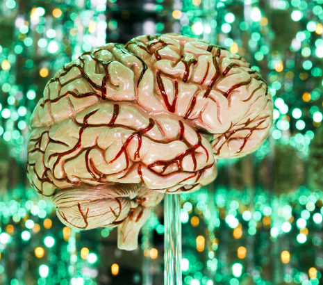 Model brain against green background