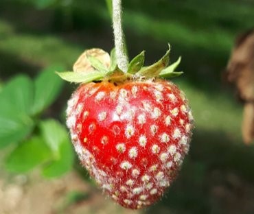 Fig 1 A strawberry fruit infected by Podospheara aphanis