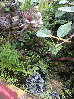 Lemna growing in a Vietnamese Lake