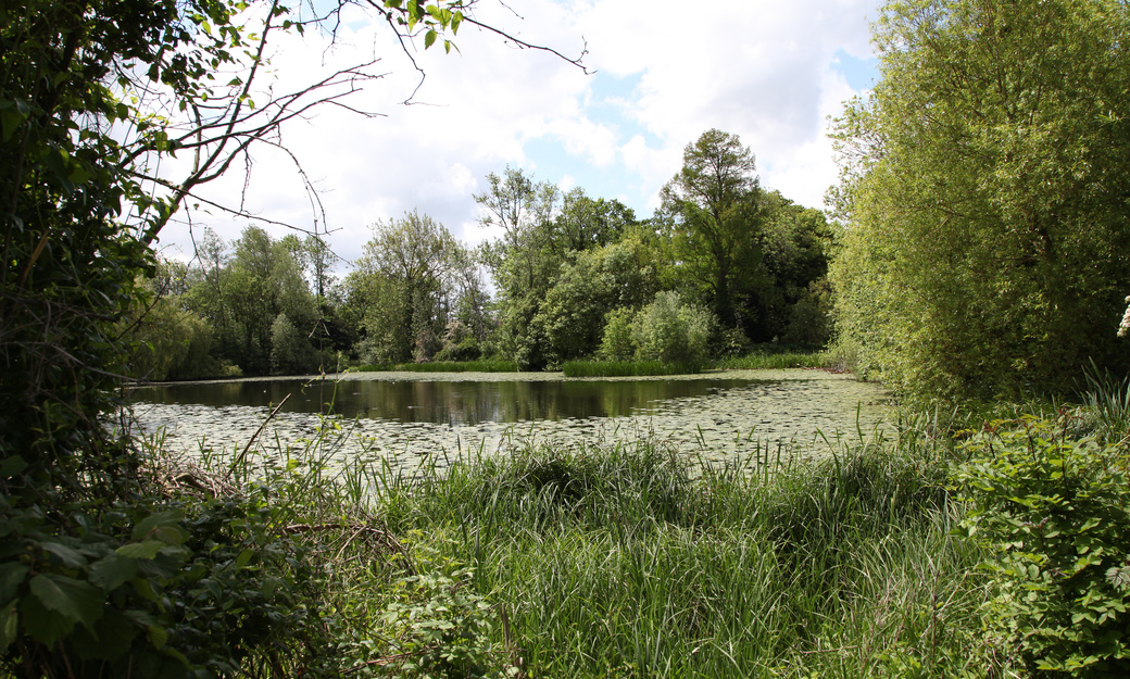 Pond surrounded by trees