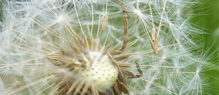 Dandelion