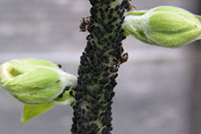 Flower buds