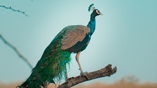 T Peacock