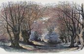 Mark Gorman examines the campaign to preserve Epping Forest