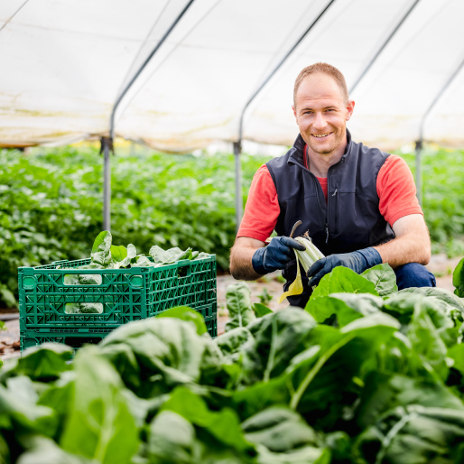 Farmer picking greens