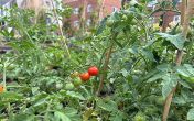 Allotment Wednesdays