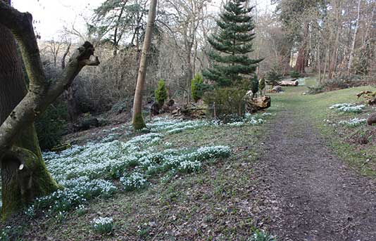 snowdrops at bayfordbury