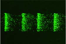 Magnetic bead-based Biological Separation