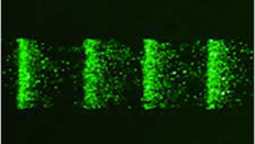 Magnetic bead-based Biological Separation