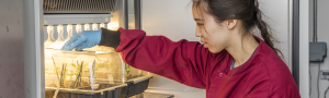 Female scientist checking on growth of plants