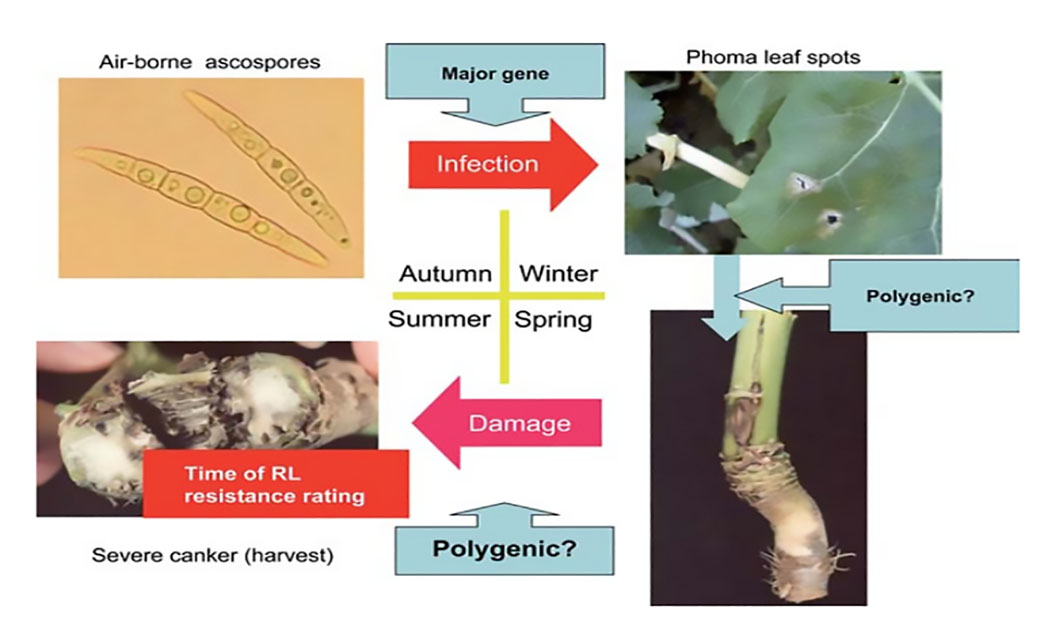 Figure 1. Seasonal cycle of phoma stem canker epidemics in the UK in relation to components of oilseed rape (Brassica napus) resistance against Leptosphaeria maculans (modified from Fitt et al., 2006, European Journal of Plant Pathology 114: 3-15)