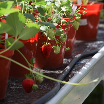 Strawberries growing in pots
