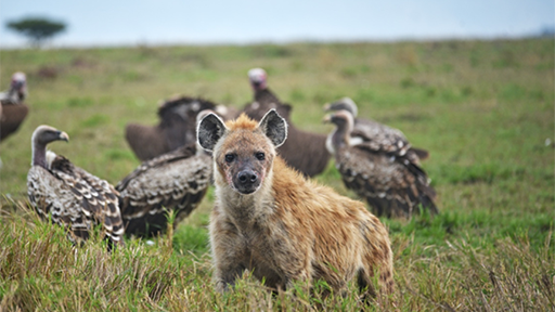 A hyena looks to camera, surrounded by vultures