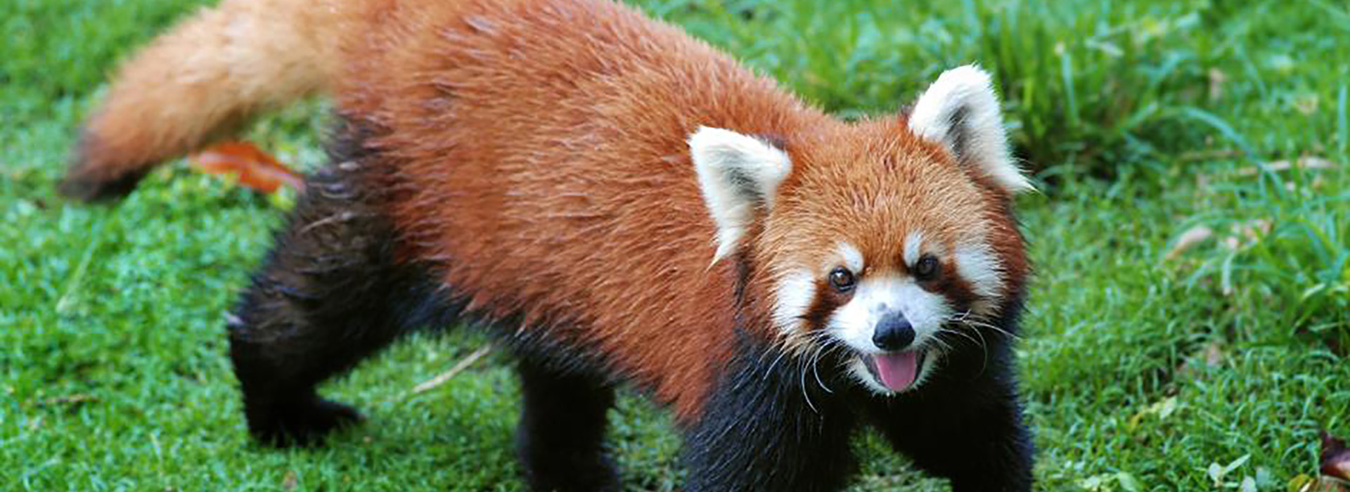 Red panda mobile